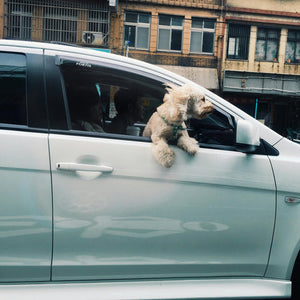 Zo bescherm je je auto en reis je in stijl met je hond