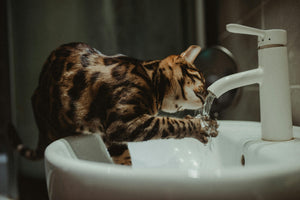 Hoe een Drinkfontein Bijdraagt Aan de Gezondheid van Jouw Kat